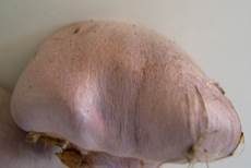 Bocksdickfuß, Foto 18