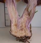 Bocksdickfuß, Foto 19