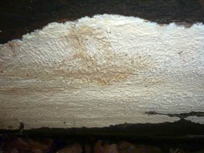 Strohfarbener Saftzystidling, Foto 2