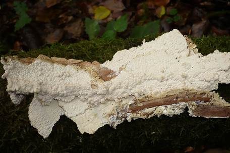 Strohfarbener Saftzystidling, Foto 3
