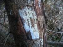 Strohfarbener Saftzystidling, Foto 8