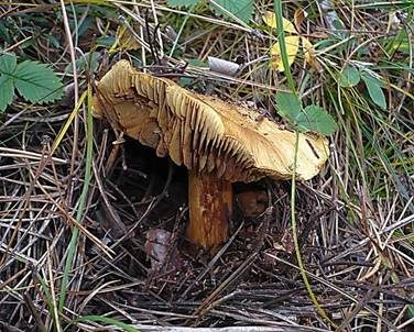 Strohgelber Klumpfuß, Foto 3