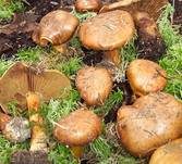 Strohgelber Klumpfuß, Foto 8