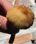 Strohgelber Risspilz, Foto 14