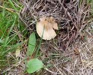 Strohgelber Risspilz, Foto 18