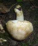 Strohgelber Risspilz, Foto 25
