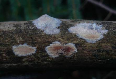 Strohweißer Rindenpilz, Foto 4