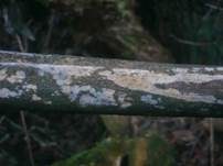 Strohweißer Rindenpilz, Foto 9