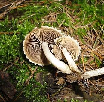 Struppiger Holzfaserling, Foto 2
