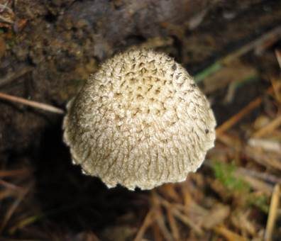 Struppiger Holzfaserling, Foto 3