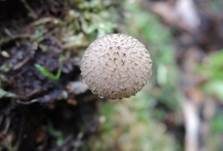 Struppiger Holzfaserling, Foto 6