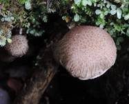 Struppiger Holzfaserling, Foto 7