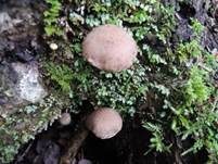 Struppiger Holzfaserling, Foto 8