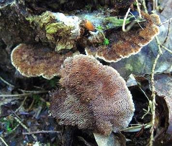 Struppiger Stachelrindenpilz, Foto 2