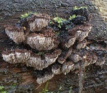 Struppiger Stachelrindenpilz, Foto 3