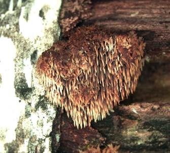 Struppiger Stachelrindenpilz, Foto 4