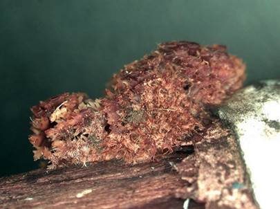 Struppiger Stachelrindenpilz, Foto 5