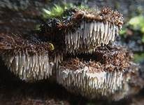 Struppiger Stachelrindenpilz, Foto 6