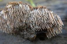 Struppiger Stachelrindenpilz, Foto 7