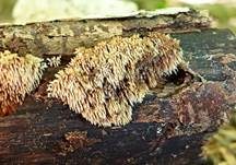 Struppiger Stachelrindenpilz, Foto 10