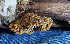 Struppiger Stachelrindenpilz, Foto 11