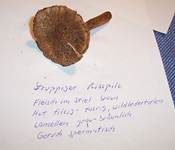 Struppiger Risspilz, Foto 23