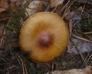 Stumpfhütiger Wasserkopf, Foto 6