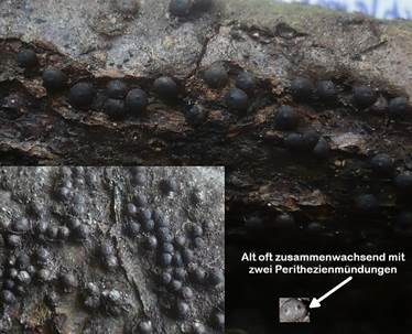 Subiculum-Schwarzbrust, Foto 2