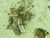 Subiculum-Schwarzbrust, Foto 18