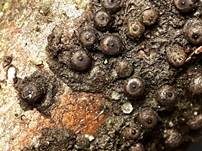 Subiculum-Schwarzbrust, Foto 8