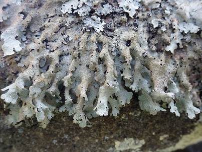 Submontane Blattflechte, Foto 4