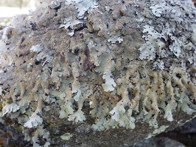 Submontane Blattflechte, Foto 5