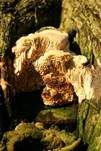 Südliche Braunfäuletramete, Foto 6
