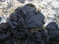 Südliche Gallertflechte, Foto 5