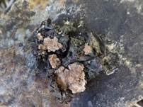 Südliche Gallertflechte, Foto 6