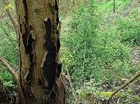 Südliche Kohlenbeere, Foto 6