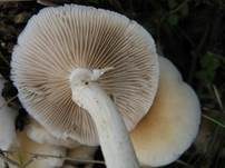 Südlicher Ackerling, Foto 12