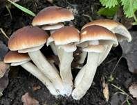 Südlicher Ackerling, Foto 30
