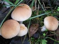 Südlicher Ackerling, Foto 8