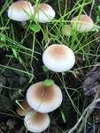 Südlicher Ackerling, Foto 10