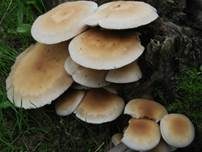 Südlicher Ackerling, Foto 11