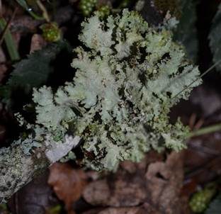 Sulcatflechte, Foto 4