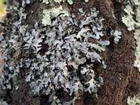 Sulcatflechte, Foto 7