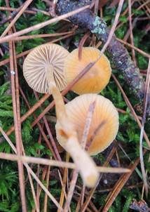 Sumpfhäubling, Foto 3