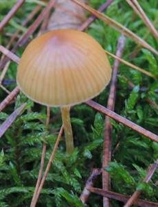 Sumpfhäubling, Foto 4