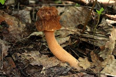 Böhmische Verpel, Foto 2