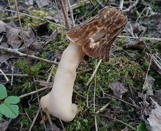 Böhmische Verpel, Foto 3