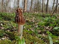 Böhmische Verpel, Foto 12