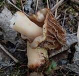 Böhmische Verpel, Foto 13