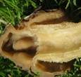 Böhmische Verpel, Foto 14